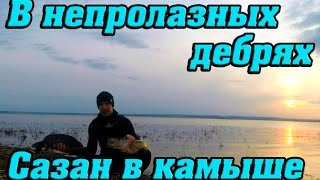В непролазных дебрях ( Сазан в камыше)