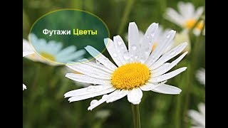 12 футажей цветы