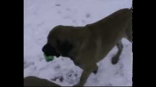 Английский мастиф  English Mastiff  Запорожье Питомник