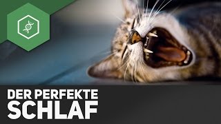 Tipps für den perfekten Schlaf ● Gehe auf SIMPLECLUB.DE/GO & werde #EinserSchüler