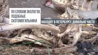 зеленый фронт свалка трупов у метро