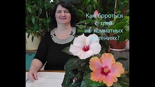 Как бороться с тлей на растениях? - видео Ольги Пряниковой