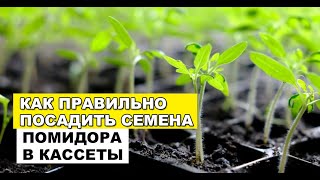 Посев семян томата в кассеты для рассады.