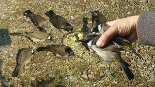 Bird Trap In Action