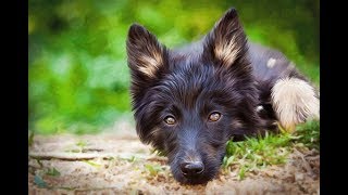 ¿Como Evaluar El Caracter De Mi Perro? (TEST DE CAMPBELL)