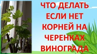 ЧТО ДЕЛАТЬ ЕСЛИ НЕТ КОРНЕЙ НА ЧЕРЕНКАХ ВИНОГРАДА. Размножение винограда черенками.