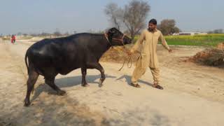 pure Neeli Ravi buffalo for sale 1●2●2020●03047970076