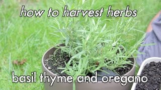 How To Harvest Herbs - Basil Thyme And Oregano