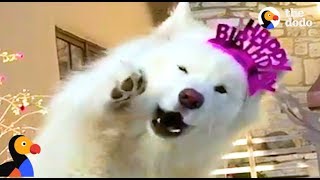 Talking Dog is SO FLUFFY | The Dodo
