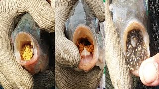 তেলাপিয়া মাছ থেকে ডিম সংগ্রহ করে মনোসেক্স রেনু উৎপাদন পদ্ধতি- Monosex Tilapia fish fry Breeding farm