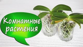 7. Орхидеи в стекле! Фаленопсис без коры/грунта. Отсаживаем детку. Убираем старые листья, 2016