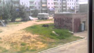 Ебаный конь