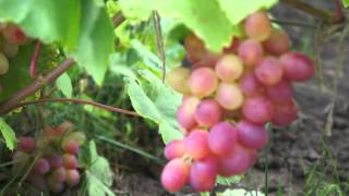 Виноград сорт Памяти Хирурга (август)