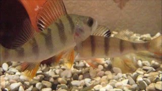 Из подо льда в аквариум. Или как приручить рыбу зимой. (From under the ice into the aquarium.)