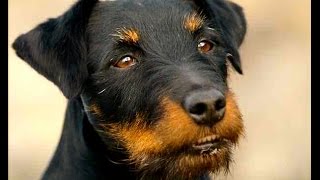 German Hunting Terrier (Deutscher Jagdterrier)
