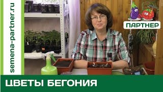 УНИКАЛЬНЫЕ ЦВЕТЫ! БЕГОНИЯ. ВСЕ СЕКРЕТЫ!
