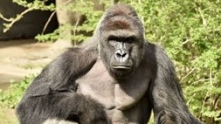 Cincinnati Zoo Kills Gorilla To Save Boy Who Fell Into Its Enclosure