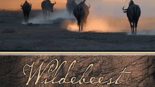 Wildebeest Young In The Wild