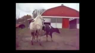 Cow Mating with Bull & Cow Mating a Horse