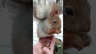 Белочка молодец / Squirrel well done