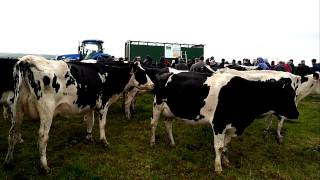 Switching to smaller cows in Co Cork