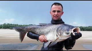 Море толстолобиков на Волге.