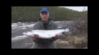 Рыбалка на Кольском . Семга .   Есть первая ! Июнь 2018 год .