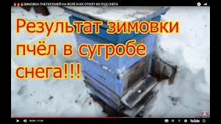 ???ЗИМОВКА ПЧЕЛОСЕМЕЙ НА ВОЛЕ И ИХ ОТКОП ИЗ ПОД СНЕГА
