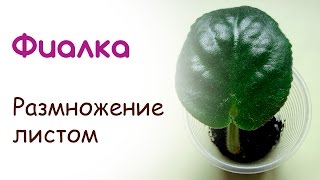 Лист фиалки - размножение фиалок листом
