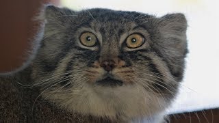 パトロールにお客さま対応にと忙しそうなロータスくん♪　マヌルネコ　埼玉県こども自然動物公園で　00157