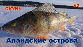 Как хапает окуть на Аландах Зимой!