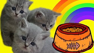 ВТОРОЙ ПРИКОРМ КОТЯТ. Не выложенное видео.