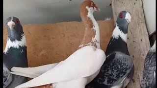 اربع طيور حلوات من حمام برهان حليمة الشام قدسيا