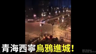 【新冠肺炎疫情】烏鴉進城！青海西寧以前這種場景多出現在荒郊野外，現在城市街道上這麼多的烏鴉實屬罕見 | 大紀元新聞
