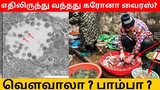 எதிலிருந்து வந்தது கரோனா வைரஸ்: வௌவாலா ? பாம்பா? | Where Did Corona Virus Came From Explained| Tamil