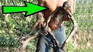 5 Extrañas y desconocidas Criaturas grabadas en video