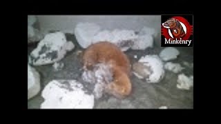 Washushe the mink still learning to hunt muskrats