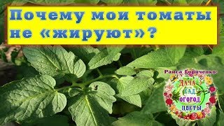 Почему мои томаты не "жируют"?