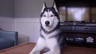 Conversation with a Talking Siberian Husky Named Mishka!