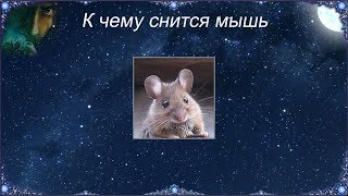 К чему снится Мышь (Сонник)