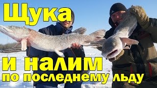 Рыбалка на крупную щуку со льда.