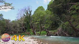 ?Water sound of Erymanthos river & birds singing in the forest for relaxation & meditation-4K video
