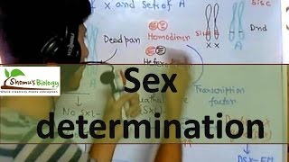 Sex determination in drosophila