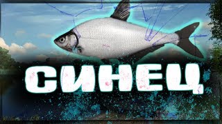 Русская Рыбалка 4●РОЗЫГРЫШ●РАЗДАЧА СИНЦА●