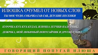 Говорящий попугай Илюшка болтает новыми словами и разговаривает на видео волнистый попугай