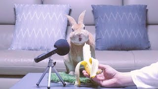 너무너무 귀여운 토끼의 바나나 먹방 ASMR (Rabbit eating banana ASMR)