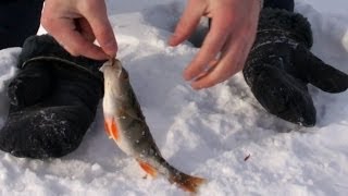 Ловля окуня зимой на мормышку
