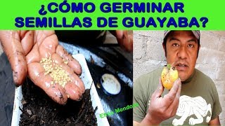 ¿Cómo germinar semillas de guayaba?