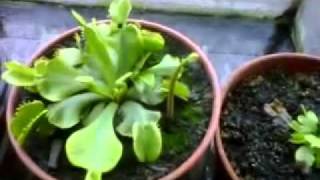 plantas carnivoras-como cuidar una venus atrapamoscas