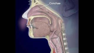 Respiratory system-1 Air distribution through the upper respiratory tract